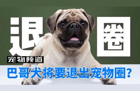 巴哥犬的宠物生涯告急，退出潮流下的无奈与心痛