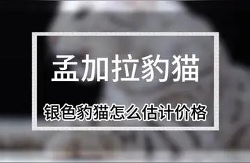 豹猫价格大揭秘：市场行情分析与评估