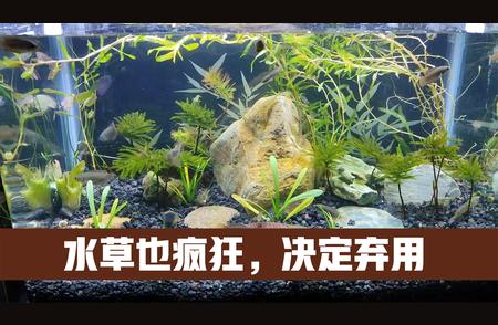 水草疯狂生长，鱼缸面临危机！如何有效清理？