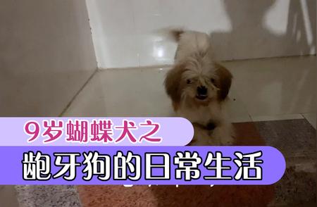 龅牙蝴蝶犬的独特魅力：一位9岁宠物狗的故事