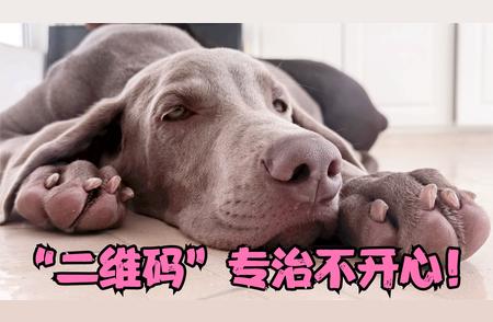 魏玛犬的搞笑天赋大揭秘！