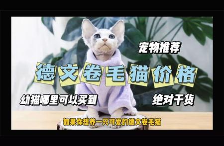 德文卷毛猫价格大揭秘：市场行情分析