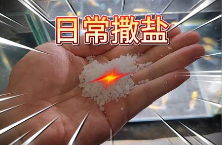 开箱惊喜：天空蓝蝶翼大C孔雀鱼，品质卓越！