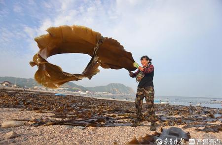 山东长岛：揭秘渤海深处的海带王国，出口占比领先国内