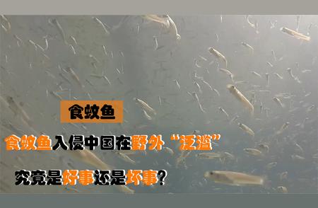 揭秘入侵中国的食蚊鱼：是福音还是隐忧？