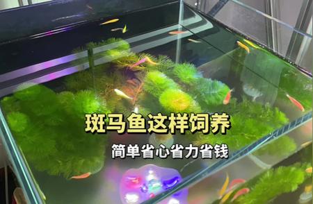 养鱼新手指南：轻松上手斑马鱼的饲养技巧