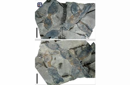 豆角化石现身1000万年前，研究员揭秘：仅供观赏，不可食用