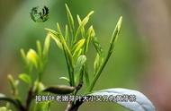 黄茶制作方法与功效：茶叶知识全解析