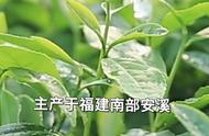 四大乌龙茶，你了解吗？#知茶懂茶