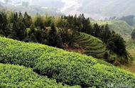云南34座名山头普洱茶的独特魅力及2023年春茶价格预测