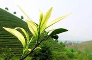 青茶、绿茶和红茶：它们属于同一类别吗？