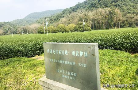 高档西湖龙井茶：手工与机械制作对比深度剖析