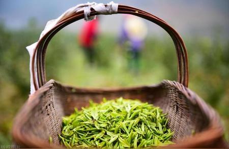 春茶的独特风味：探索其魅力所在