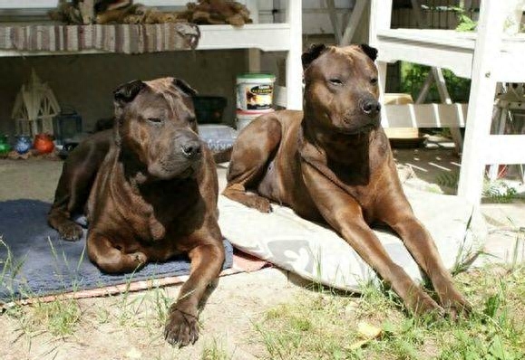 战斗力不输比特犬，却常被人忽视的中华田园犬，已经快绝迹了