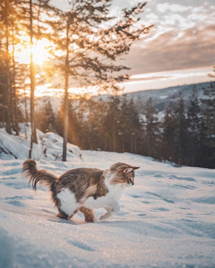 威武的王者—挪威森林猫