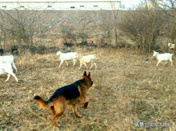 这样使用德国牧羊犬的人已经不多了，觉得德牧退化了的人进来看