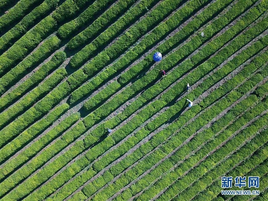 夏茶采摘忙