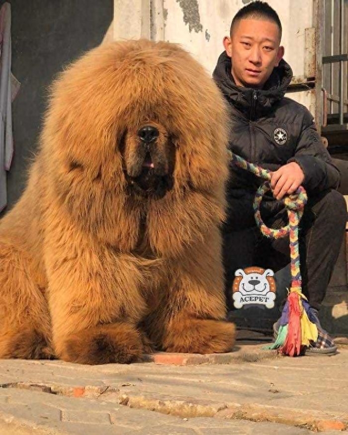 「藏獒特辑」：世界上最古老的稀有犬种，最后一张太像狮子了