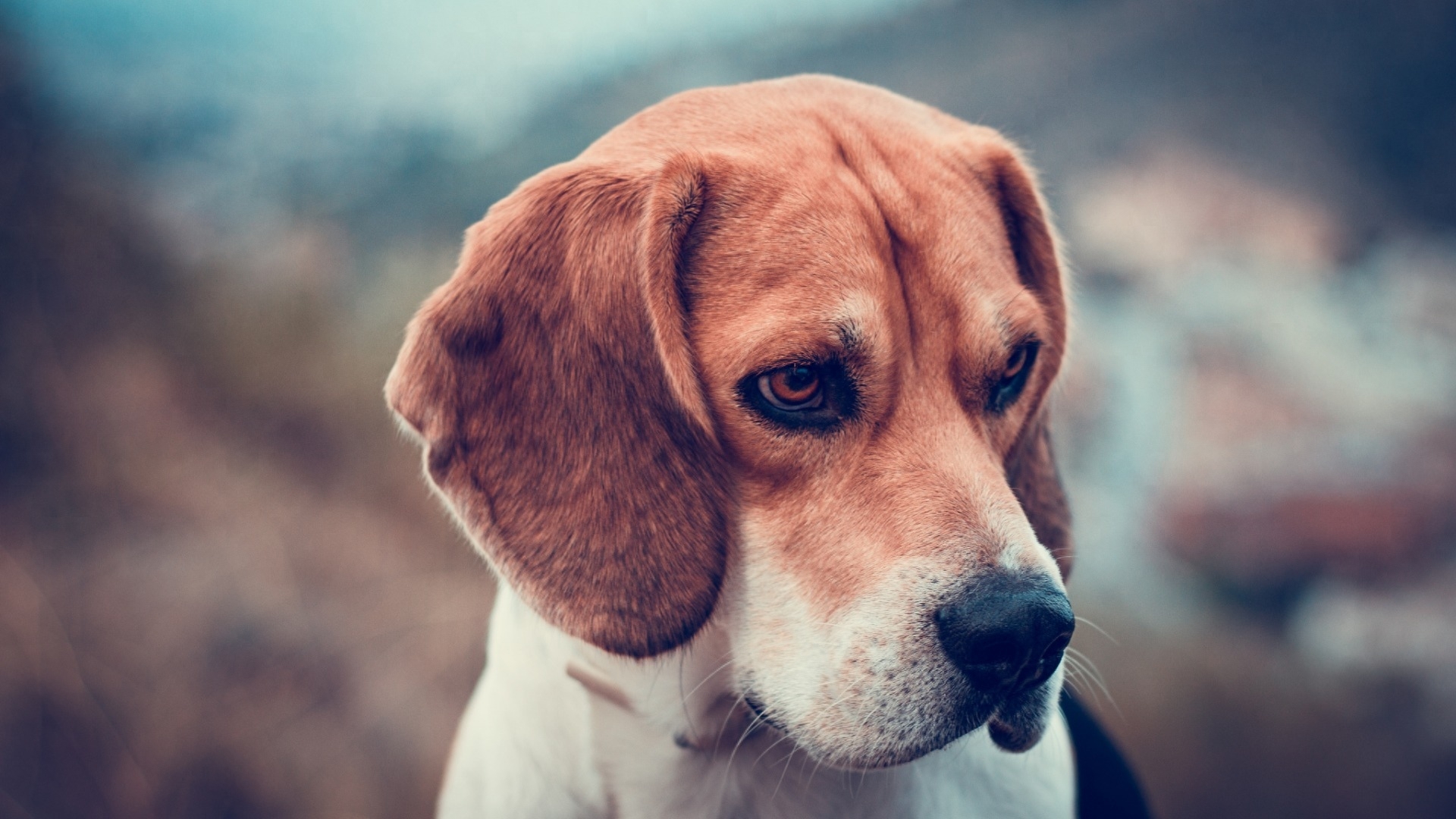 史努比的原型:比格犬,小小的它还是一种猎犬