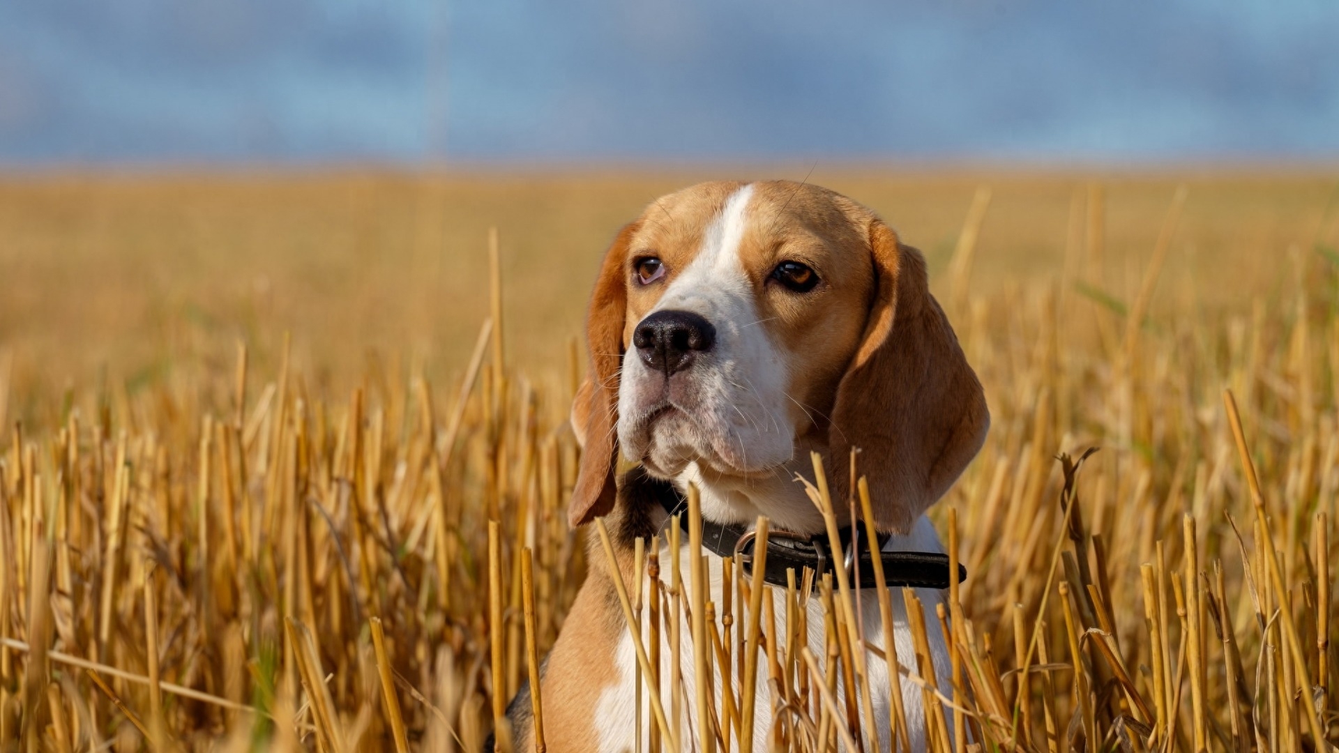 史努比的原型:比格犬,小小的它还是一种猎犬