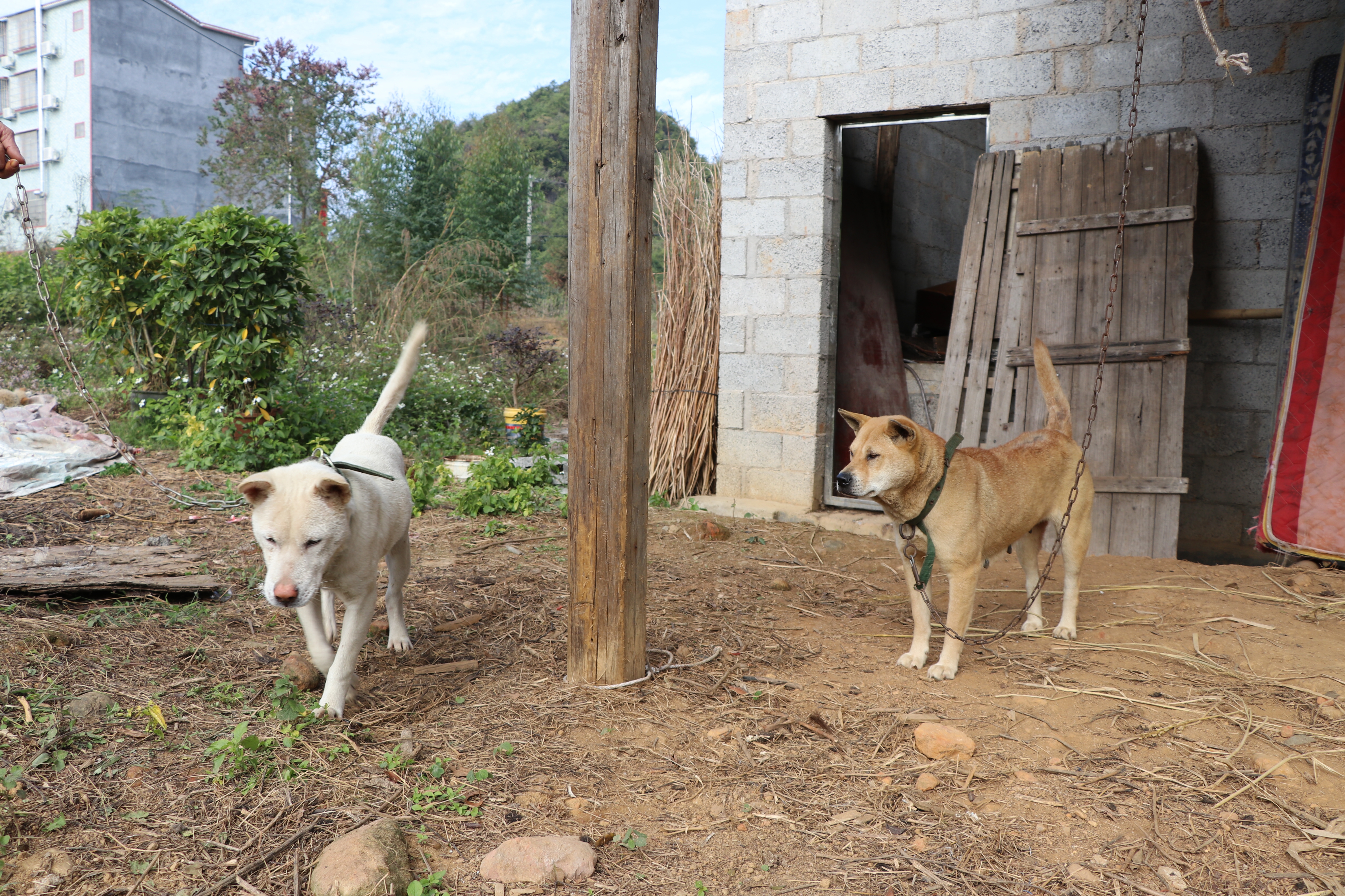 土猎中华田园犬专辑：可打猎，可看家护院，忠诚爱主