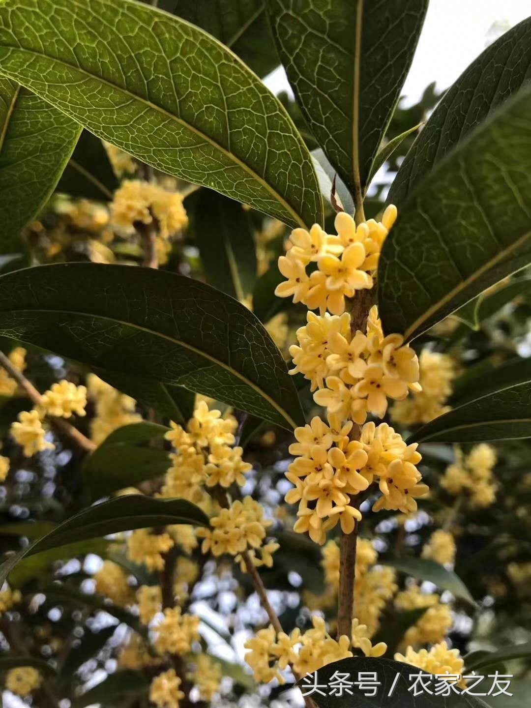 桂林秋季桂花香，龙脊村民制茶忙，龙胜桂花茶制作过程