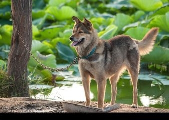 这些中国最出色的犬种，20元一只！却因品种不纯，如今快绝迹了