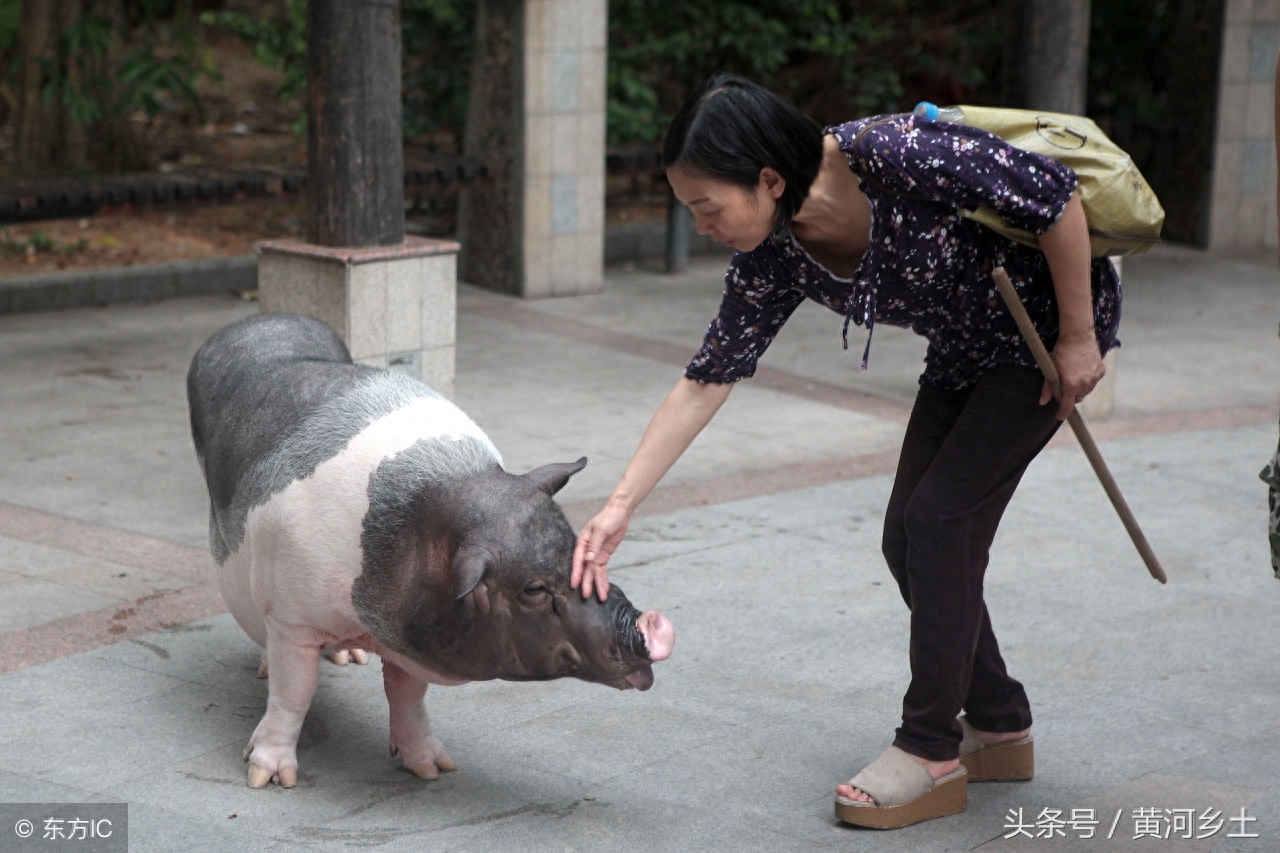 深圳女子养200斤宠物猪，朋友出8万不卖，网友：猪的命真好