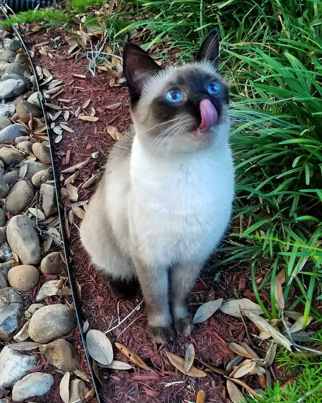 暹罗猫，一个被称为从小就开始“挖煤”的猫