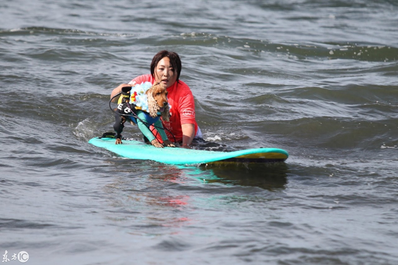 会冲浪的英国可卡犬在日本海浪引起围观