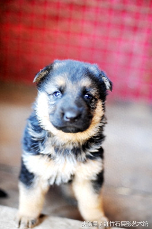 世界十大名犬威武德国牧羊犬幼犬图集呆萌又严肃看了你也想养一只