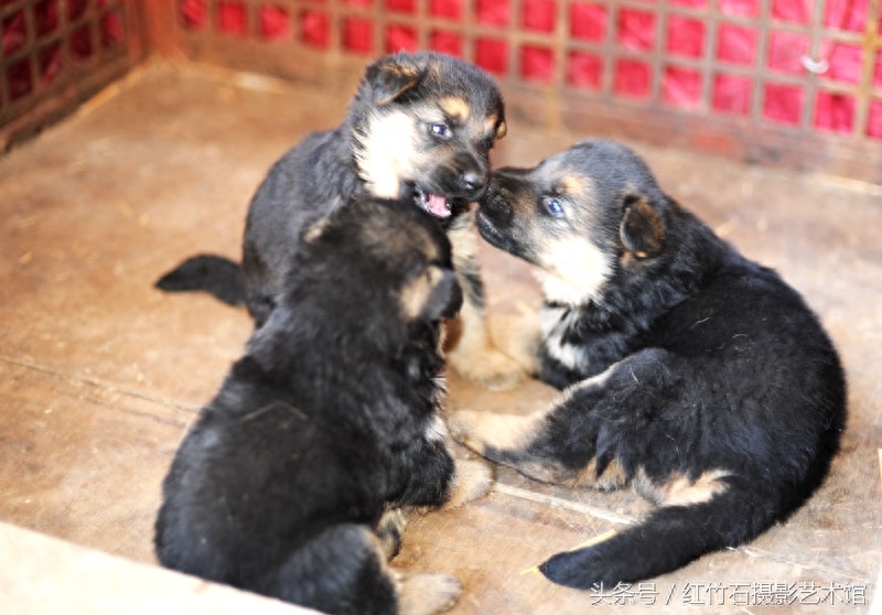 世界十大名犬威武德国牧羊犬幼犬图集呆萌又严肃看了你也想养一只