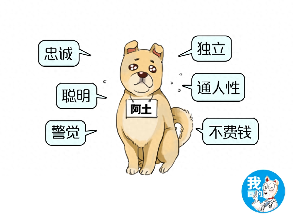 宁愿花钱也不愿养土狗，中华田园犬就不配拥有姓名？