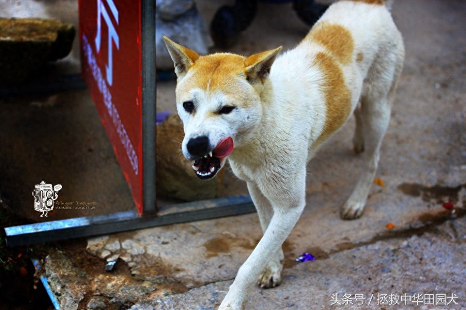 花样中华田园犬，原来土狗也可以这么花哨！