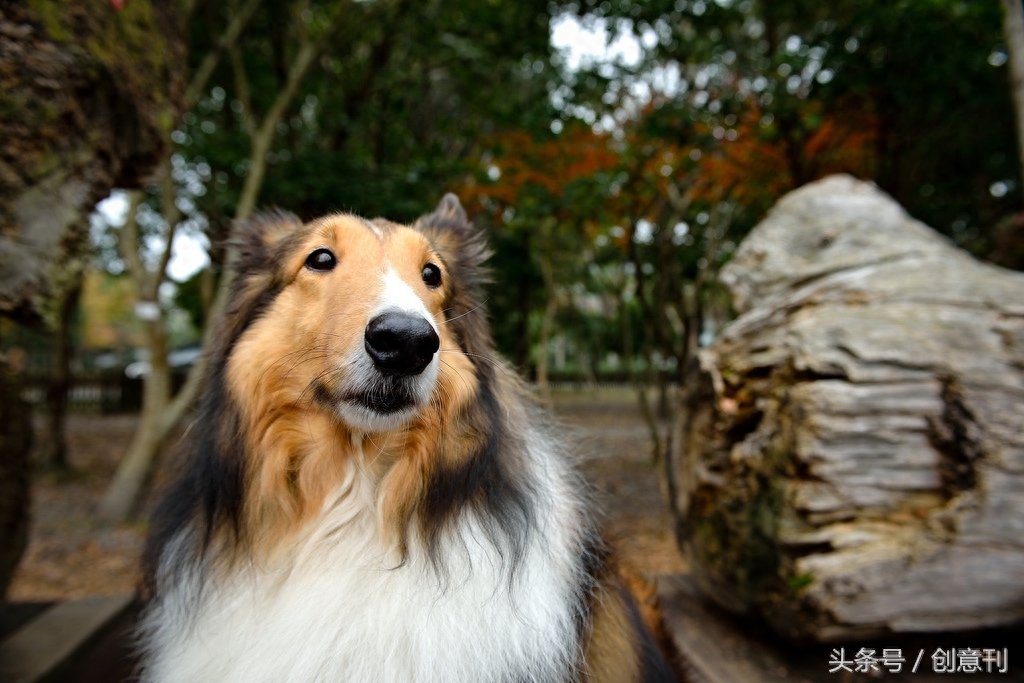 狼犬和柯基混合的瑞典牧羊犬，有种可爱的冲突感啊