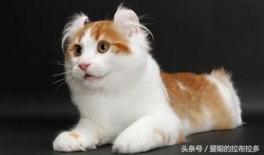 美国卷毛猫——天生外翘的耳尖