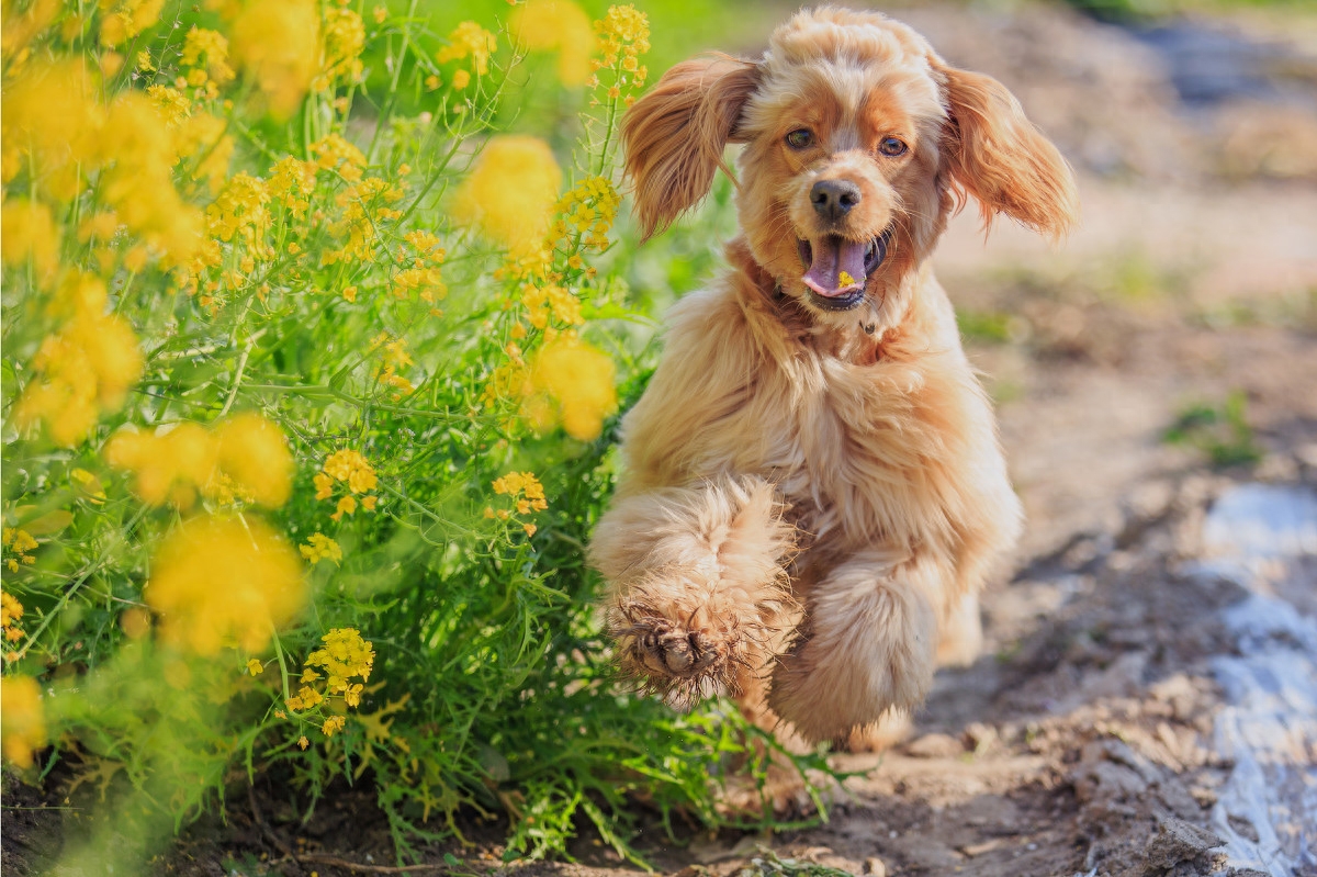 图虫人文摄影：可卡犬