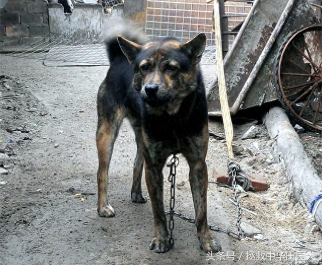 形形色色虎斑犬，与生俱来王者范