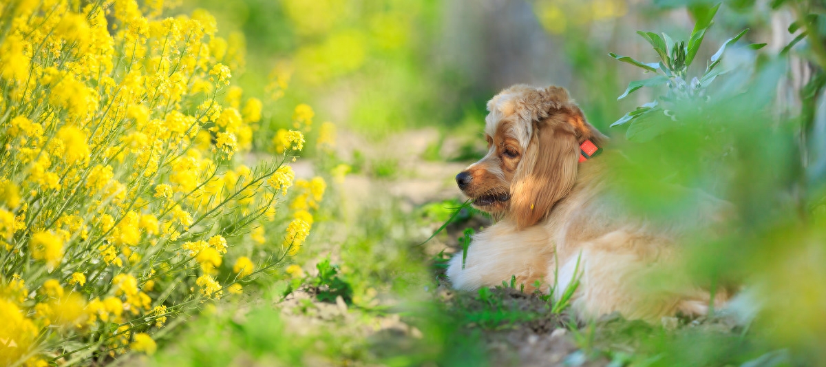 图虫人文摄影：宠物摄影-可卡犬