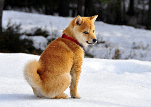 日本国犬秋田犬，居然有美国血统！