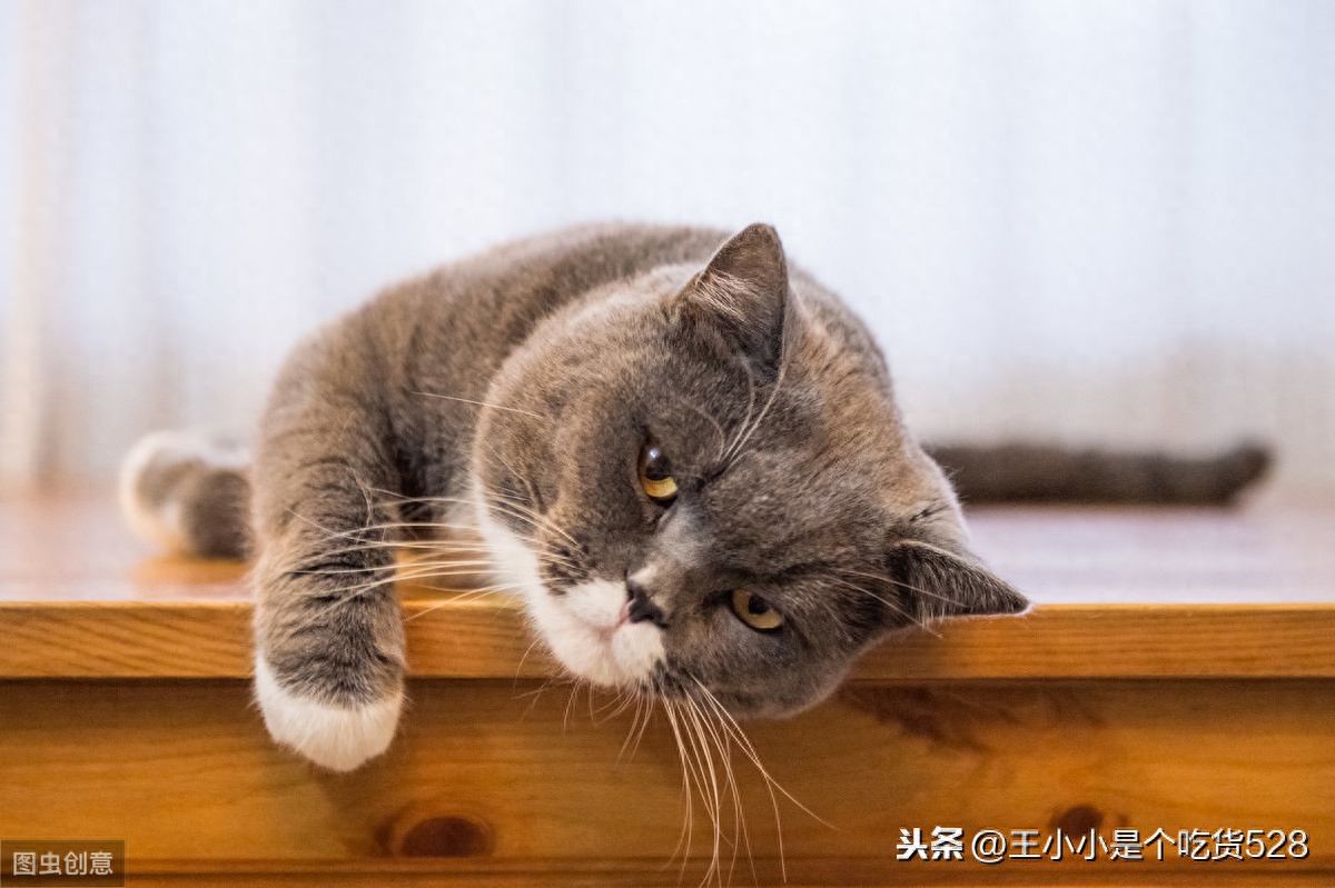 十二星座专属宠物猫，双子座是挪威森林猫，快来挑选你的吧！