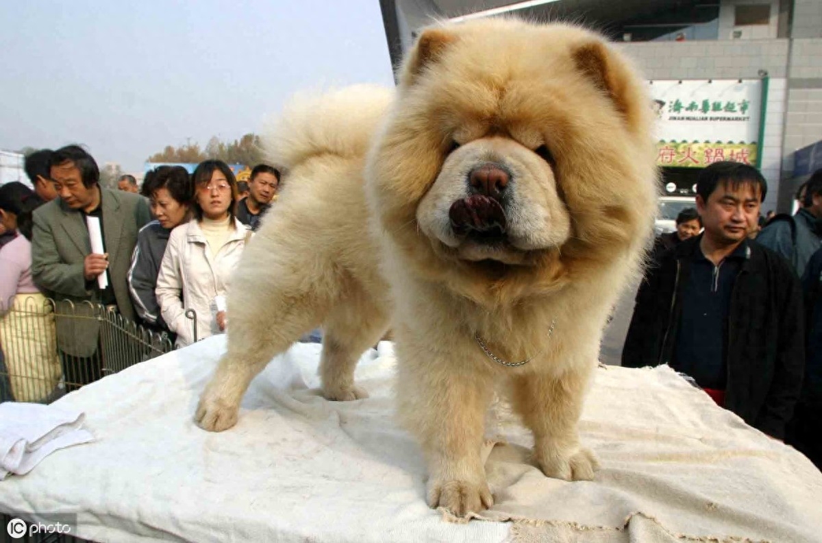 中国的原产犬种—松狮犬