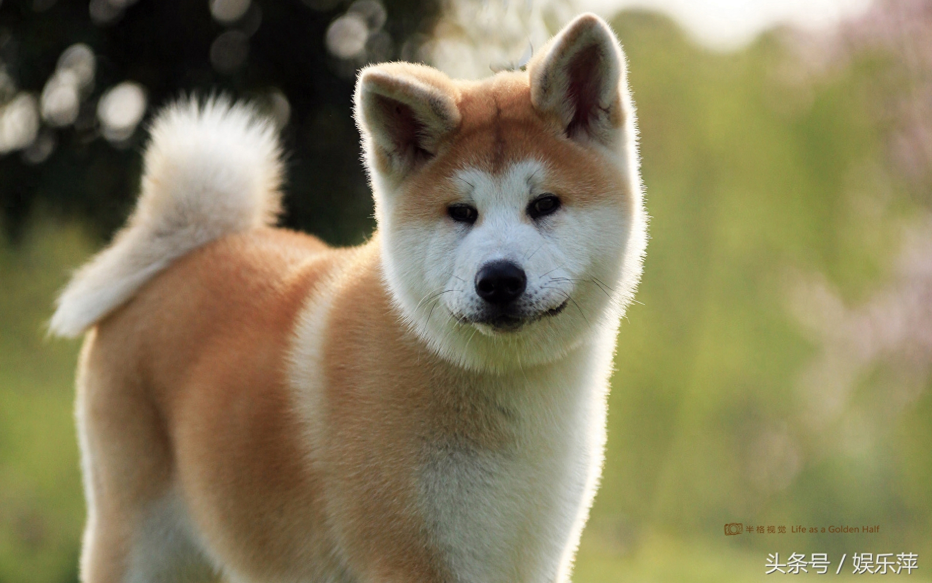 智商居然比不过二哈，比哈士奇还爱犯二，它就是秋田犬