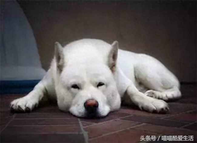 45种世界名犬，爱狗狗的你能认识几种，认识一半就厉害了