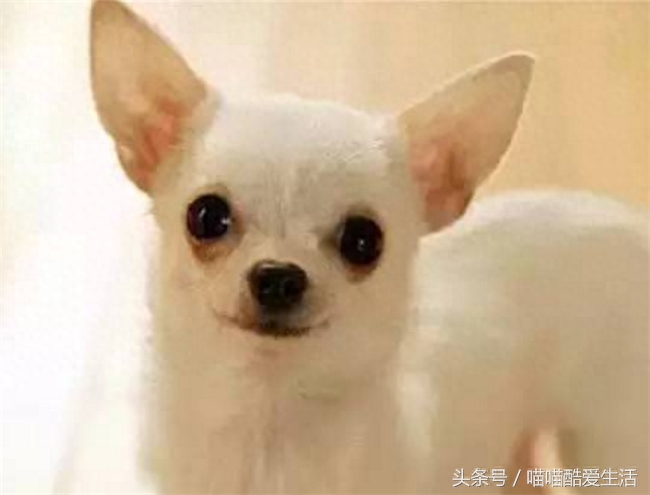 45种世界名犬，爱狗狗的你能认识几种，认识一半就厉害了