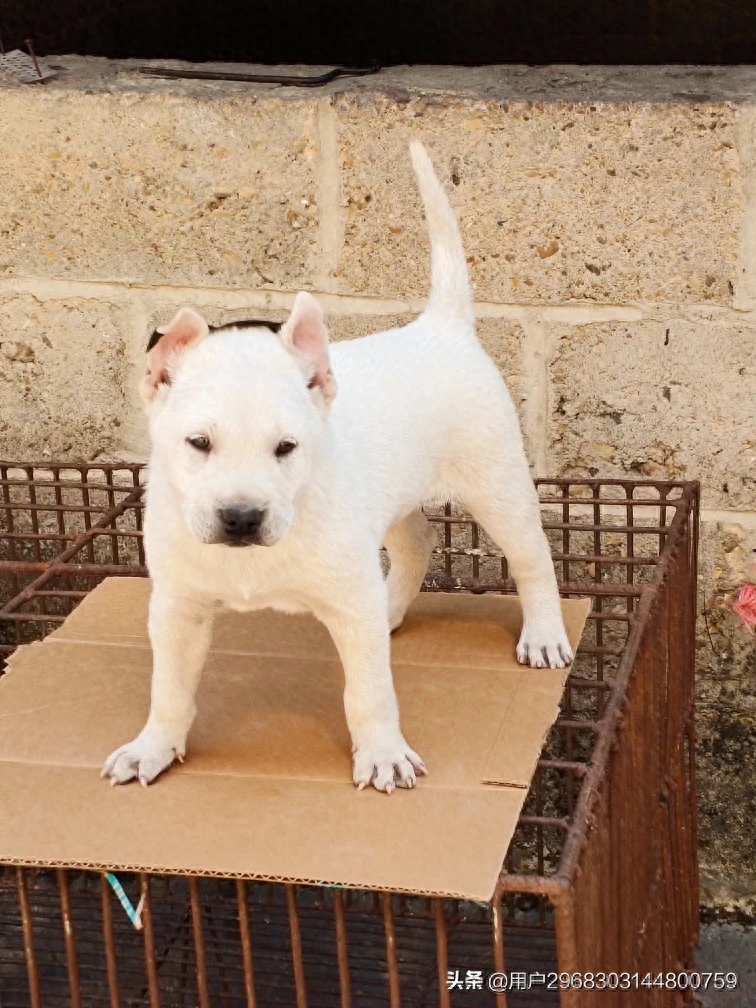 原生态中华田园犬广西小猎犬农村土狗