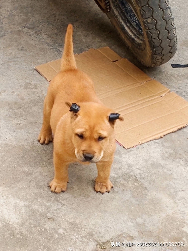 原生态中华田园犬广西小猎犬农村土狗