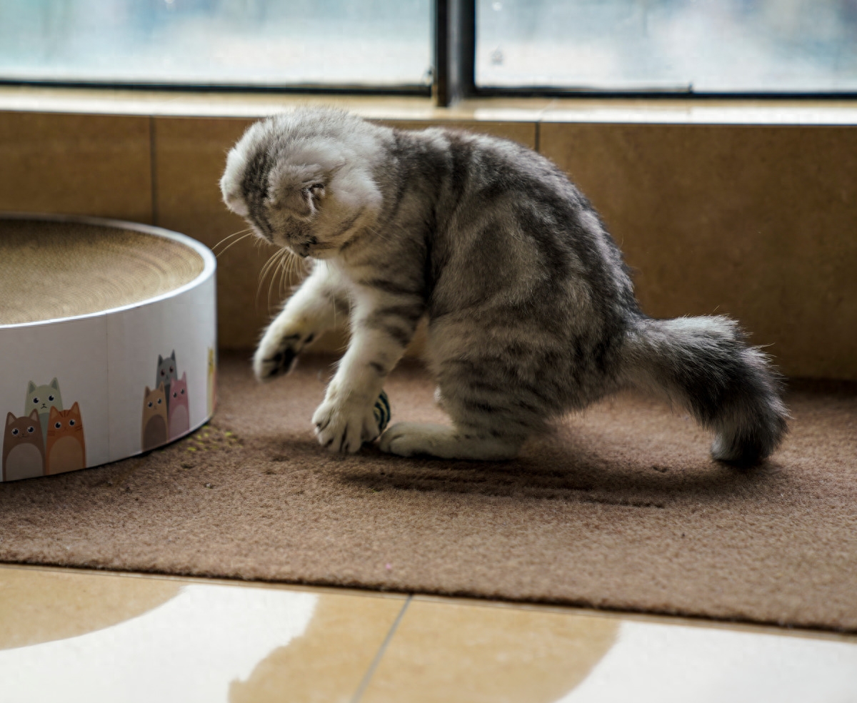 图虫人文摄影：折耳猫