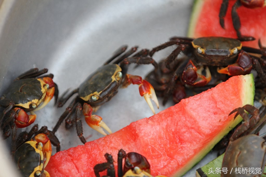 青岛海滨卖的红脚蟹每个10元，挥舞红钳子争吃西瓜皮津津有味吸引游人，还有大批小乌龟4元一个