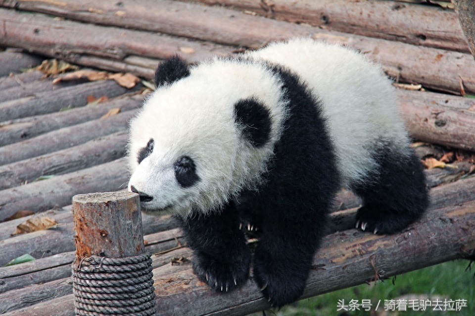 中国十大旅游目的地，你去过哪个？